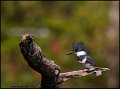 _0SB8258 belted kingfisher